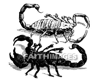 Scorpion, sting, injure, hurt, animal, Scorpions, stings, hurts, animals