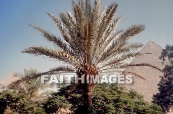 palm, tree, Pyramid, Egyptian, creation, nature, Worship, background, Presentation, palms, trees, Pyramids, creations, natures, presentations