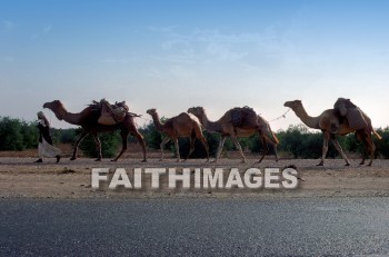 Camel, bedouin, man, animal, camels, men, animals