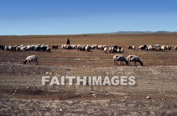 sheep, Shepherd, Flock, leader, leadership, follow, following, gentleness, care, provision, protection, animal, shepherds, flocks, leaders, followings, cares, provisions, protections, animals
