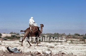 bedouin, man, Camel, riding, men, camels
