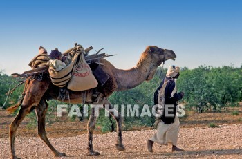 bedouin, man, Camel, animal, men, camels, animals
