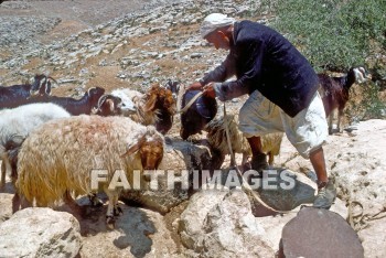 Shepherd, well, water, sheep, Goat, herd, Flock, care, provision, leading, following, shepherds, wells, waters, goats, herds, flocks, cares, provisions, followings