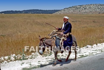 donkey, ass, man, riding, transportation, Donkeys, asses, men, transportations