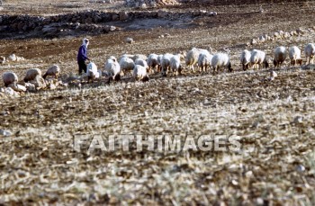 Shepherd, Flock, sheep, leading, guiding, following, provision, care, protection, shepherds, flocks, followings, provisions, cares, protections