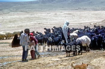 Shepherd, Flock, sheep, child, leading, guiding, following, provision, care, protection, shepherds, flocks, children, followings, provisions, cares, protections