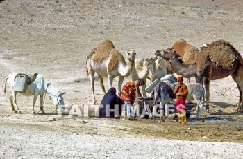 Camel, donkey, child, well, animal, camels, Donkeys, children, wells, animals