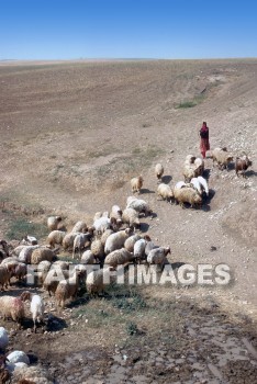 Shepherd, sheep, Flock, leading, following, guiding, provision, protection, care, shepherds, flocks, followings, provisions, protections, cares