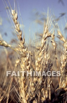 Wheat, grain, agriculture, harvest, creation, nature, Worship, background, Presentation, grains, agricultures, harvests, creations, natures, presentations