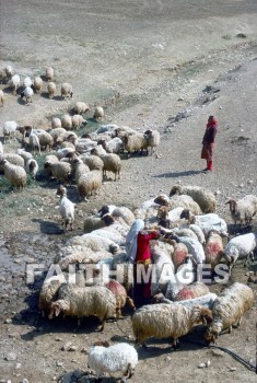 sheep, Flock, Shepherd, leading, following, provision, protection, care, flocks, shepherds, followings, provisions, protections, cares