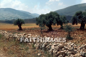 Ebal, Gerizim, mount, tree, Olive, grove, oil, mounts, trees, Olives, groves, oils
