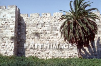 jerusalem, wall, wall, palm, tree, stone, walls, palms, trees, stones