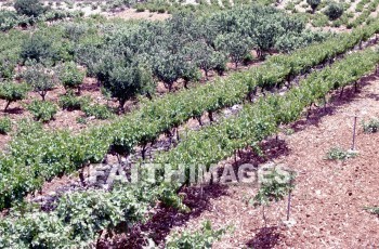 vineyard, Grape, vine, wine, food, vineyards, grapes, vines, wines, foods