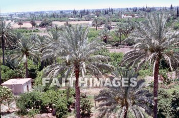 Jericho, tree, palm, city, trees, palms, cities