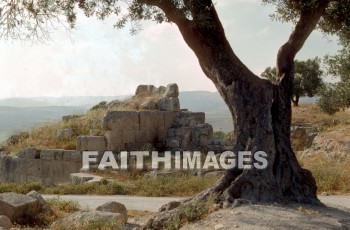 Samaria, archaeology, Ruin, city, west, Entrance, tree, ruins, cities, entrances, trees
