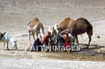 well, donkey, Camel, animal, child, woman, family, bedouin, wells, Donkeys, camels, animals, children, women, families