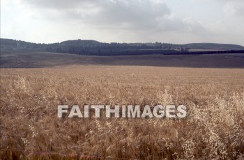 Ziklag, Philistine, David, hid, Saul