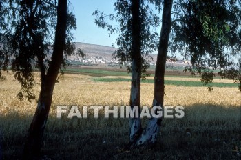 Turan, grain, disciple, field, Wheat, grains, disciples, fields