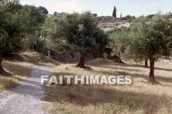 Bethany, tree, Olive, grove, trees, Olives, groves
