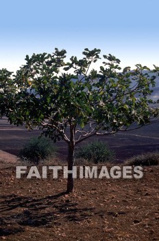 fig, tree, food, Dried, Figs, trees, foods