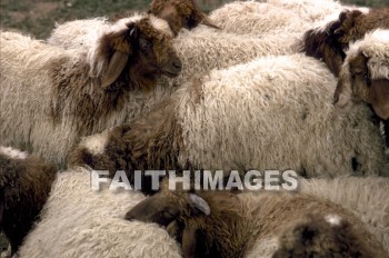 sheep, Flock, wool, meat, following, leading, animal, flocks, wools, meats, followings, animals