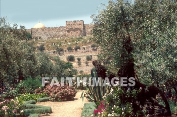 gate, golden, temple, Gethsemane, jerusalem, tree, Olive, mount, gates, temples, trees, Olives, mounts