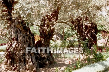 Gethsemane, garden, tree, Olive, mount, trees, Olives, mounts