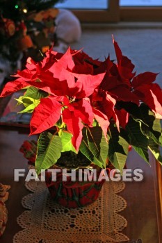 poinsettia, flower, gift, basket, wreath, centerpieces, Christmas, christian, feast, birth, Jesus, december, incarnation, Christ, mass, Celebrate, greeting, hospitality, family, Love, friend, holiday, red, poinsettias, flowers, Gifts