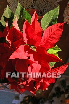 poinsettia, flower, gift, basket, wreath, centerpieces, Christmas, christian, feast, birth, Jesus, december, incarnation, Christ, mass, Celebrate, greeting, hospitality, family, Love, friend, holiday, red, poinsettias, flowers, Gifts