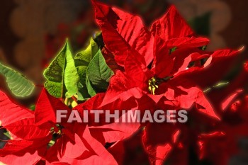 poinsettia, flower, gift, basket, wreath, centerpieces, Christmas, christian, feast, birth, Jesus, december, incarnation, Christ, mass, Celebrate, greeting, hospitality, family, Love, friend, holiday, red, poinsettias, flowers, Gifts