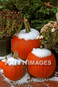pumpkin, Christmas, christian, feast, birth, Jesus, december, incarnation, Christ, mass, gift, Celebrate, greeting, hospitality, family, Love, friend, holiday, pumpkins, christmases, Christians, feasts, decembers, masses, Gifts, greetings