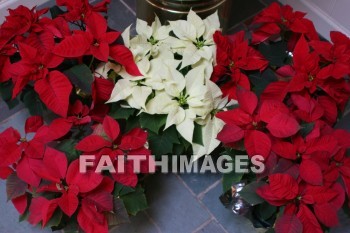 poinsettia, flower, gift, basket, wreath, centerpieces, Christmas, christian, feast, birth, Jesus, december, incarnation, Christ, mass, Celebrate, greeting, hospitality, family, Love, friend, holiday, red, poinsettias, flowers, Gifts