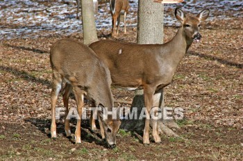 deer, animal, wood, nature, forest, winter, animals, woods, natures, forests, winters
