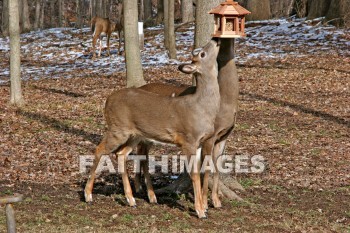 deer, animal, wood, nature, forest, winter, animals, woods, natures, forests, winters