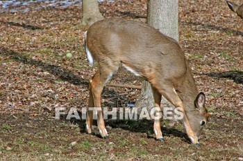 deer, animal, wood, nature, forest, winter, animals, woods, natures, forests, winters