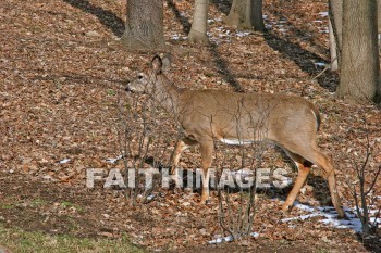 deer, animal, wood, nature, forest, winter, animals, woods, natures, forests, winters