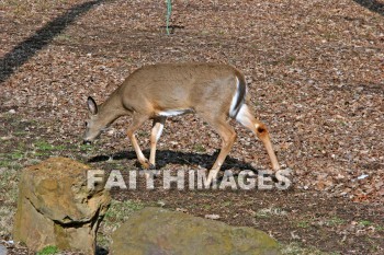 deer, animal, wood, nature, forest, winter, animals, woods, natures, forests, winters