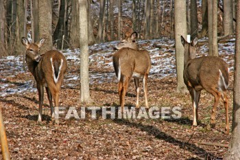 deer, animal, wood, nature, forest, winter, animals, woods, natures, forests, winters