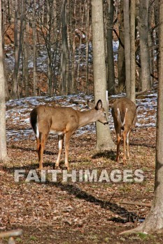 deer, animal, wood, nature, forest, winter, animals, woods, natures, forests, winters