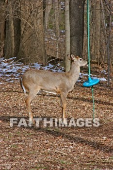 deer, animal, wood, nature, forest, winter, animals, woods, natures, forests, winters