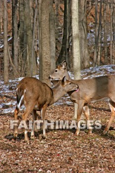 deer, animal, wood, nature, forest, winter, animals, woods, natures, forests, winters