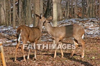 deer, animal, wood, nature, forest, winter, animals, woods, natures, forests, winters