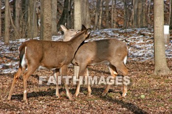 deer, animal, wood, nature, forest, winter, animals, woods, natures, forests, winters