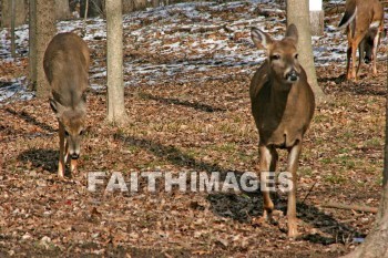 deer, animal, wood, nature, forest, winter, animals, woods, natures, forests, winters