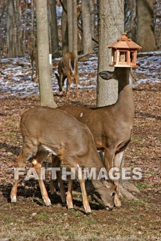 deer, animal, wood, nature, forest, winter, animals, woods, natures, forests, winters