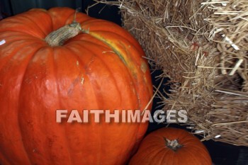 pumpkin, pumpkin, Thanksgiving, giving, thanks, thankful, God, public, celebration, holiday, acknowledgment, divine, favor, kindness, grateful, gratitude, family, friend, Blessing, consecration, favor, grace, Praise, fall, harvest, pumpkins