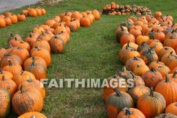 pumpkin, pumpkin, Thanksgiving, giving, thanks, thankful, God, public, celebration, holiday, acknowledgment, divine, favor, kindness, grateful, gratitude, family, friend, Blessing, consecration, favor, grace, Praise, fall, harvest, pumpkins