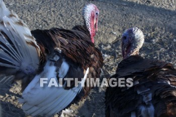 turkey, Fowl, bird, animal, dish, Thanksgiving, food, giving, thanks, thankful, public celebration, holiday, acknowledgment, divine, favor, kindness, grateful, gratitude, family, friend, Blessing, consecration, favor, grace, Praise, fall