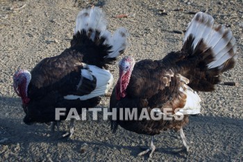 turkey, Fowl, bird, animal, dish, Thanksgiving, food, giving, thanks, thankful, public celebration, holiday, acknowledgment, divine, favor, kindness, grateful, gratitude, family, friend, Blessing, consecration, favor, grace, Praise, fall