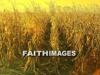 Thanksgiving, giving, field, crop, Corn, thanks, thankful, God, public, celebration, holiday, acknowledgment, divine, favor, kindness, grateful, gratitude, family, friend, Blessing, consecration, favor, grace, Praise, fall, harvest